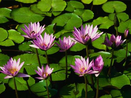 fleures
